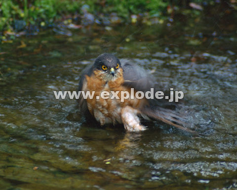 �O�U�X�F�c�~ Accipiter gularis�i���j