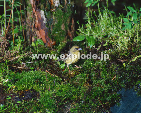 �O�V�Q�F�m�W�R Emberiza sulphurata