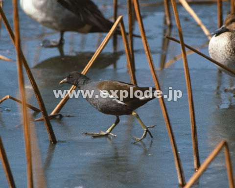 �O�V�V�F�o�� Gallinula chloropus