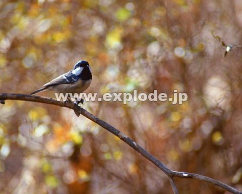 �O�V�W�F�q�K�� Parus ater