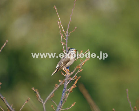 �O�X�O�F���N�h�� Sturnus cineraceus