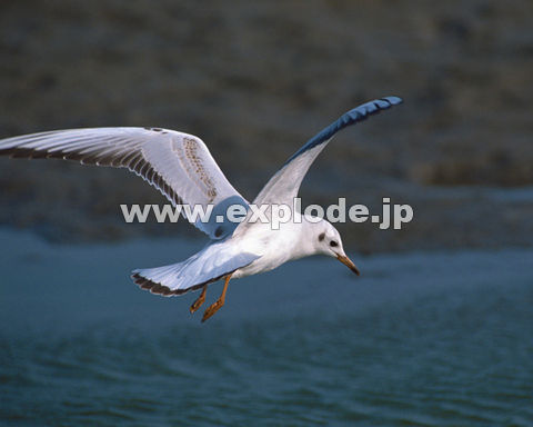 OXUFJ Larus ridibundus