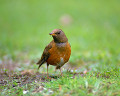 ００６：アカハラ Turdus chrysolau