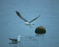 ０１２：ウミネコ Larus crassirostris