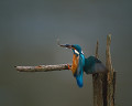 ０２９：カワセミ Alcedo atthis