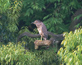 ０４０：ゴイサギ Nycticorax nycticorax（幼鳥）