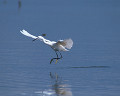 ０４６：コサギ Egretta garzetta