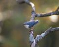 ０４７：ゴジュウカラ Sitta europaea