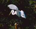 ０６３：ダイサギ Egretta alba