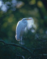 ０６４：ダイサギ Egretta alba