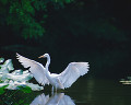 ０６５：ダイサギ Egretta alba