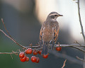 ０６７：ツグミ Turdus naumanni