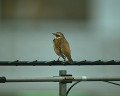 ０６８：ツグミ Turdus naumanni