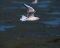 ０９５：ユリカモメ Larus ridibundus