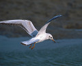 ０９６：ユリカモメ Larus ridibundus