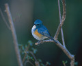 １００：ルリビタキ Erithacus cyanurus（♂）