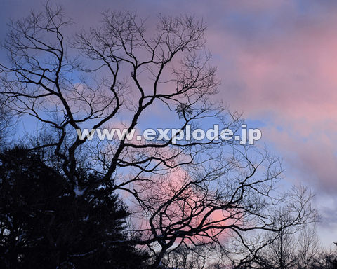 �O�R�V�F���� ���֒�