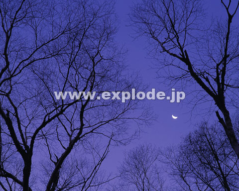 �O�X�X�F���� �㍂�n