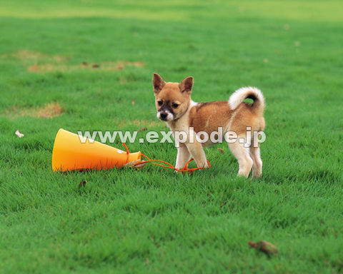 �O�P�X�F�q���E���K�z��