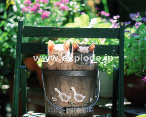 �O�S�T�F�e�L2�C�E�A�ؔ���֎q