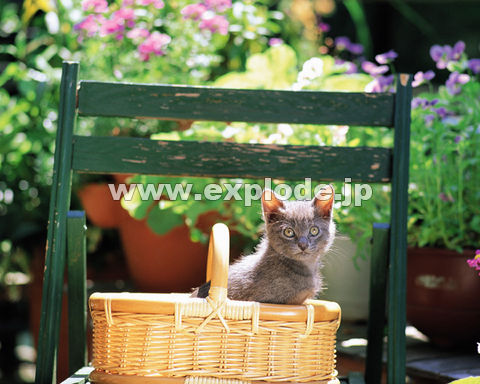 �O�S�V�F�e�L�E�֎q�E�o�X�P�b�g