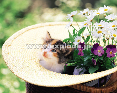 �O�T�R�F�e�L�E���m�X�q�E��