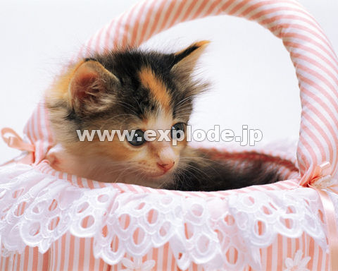 �O�W�O�F�e�L�E�o�X�P�b�g