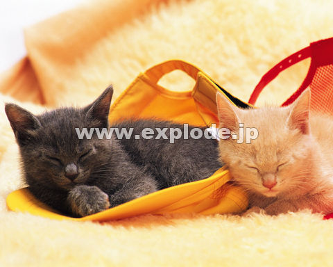 �O�W�X�F�e�L2�C�E�X�q