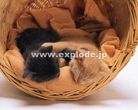 �O�X�O�F�e�L2�C�E�J�S�E�z