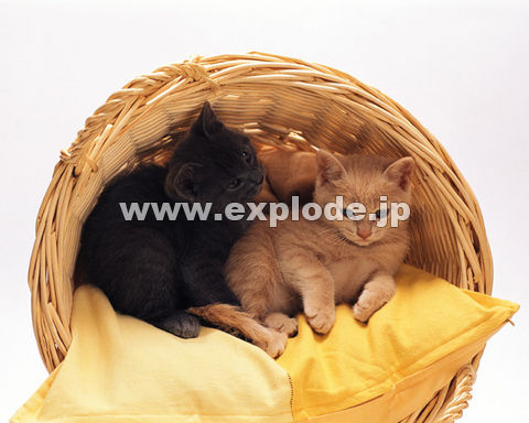 �O�X�P�F�e�L2�C�E�J�S�E���z�c