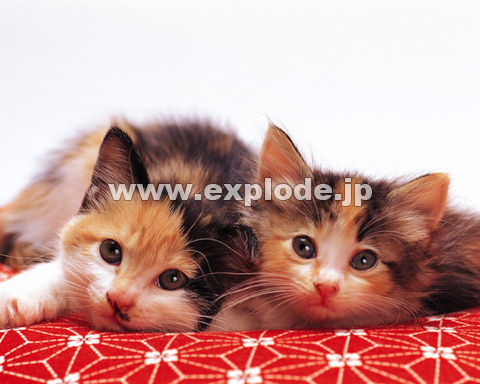 �O�X�X�F�e�L2�C�E���z�c