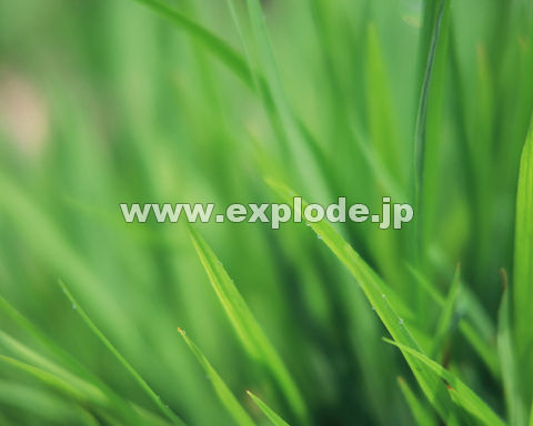 �O�O�W�F�쑐