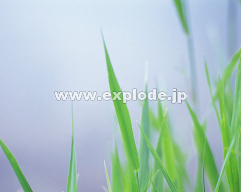 �O�O�X�F�쑐