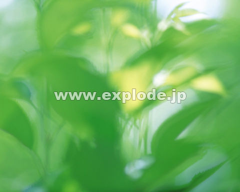 �O�P�X�F�t