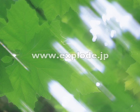 �O�R�P�F�t�E�C���[�W