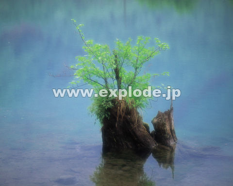 �P�O�O�F�΂Ɛ��E�C���[�W