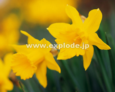 �O�O�X�F�X�C�Z��