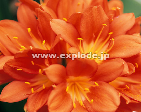 �O�Q�T�F�V���E�L����