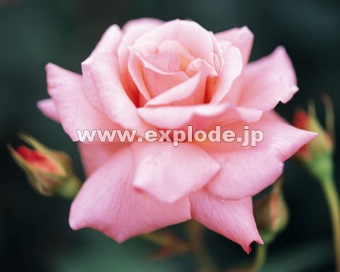 �O�T�P�F�o��