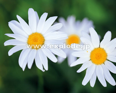 �O�W�R�F�}�[�K���b�g