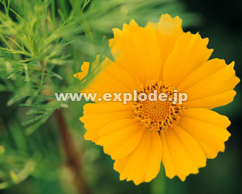 �O�X�P�F�R�X���X