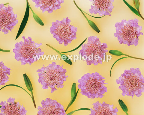 �O�P�T�F�X�J�r�I�T(�Ӊ�)