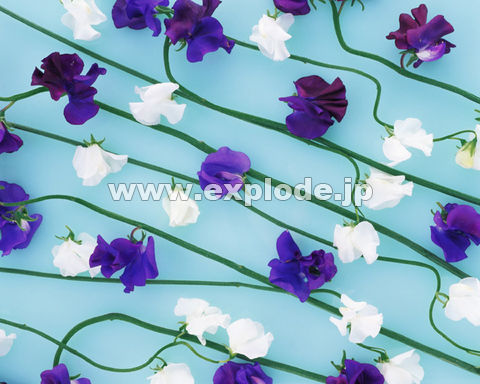 �O�U�R�F�X�C�[�g�s�[(�t)
