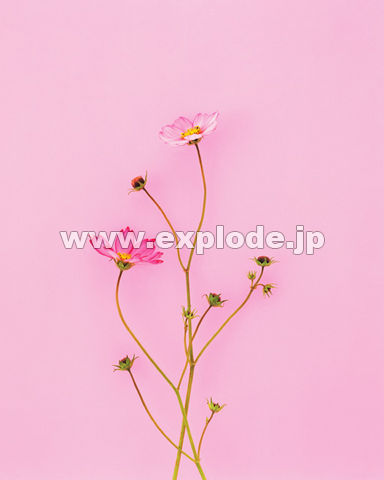 �O�X�R�F�R�X���X(�H)
