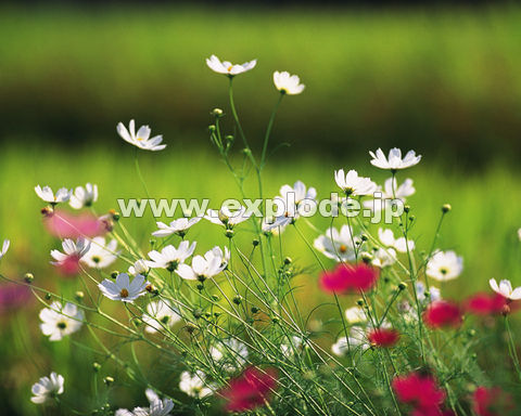 �O�P�O�F�R�X���X     ���P����