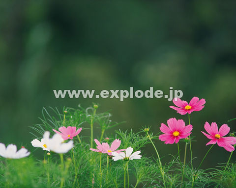 �O�P�P�F�R�X���X     ���P����