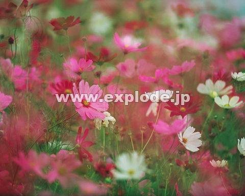�O�P�Q�F�R�X���X     ���P����