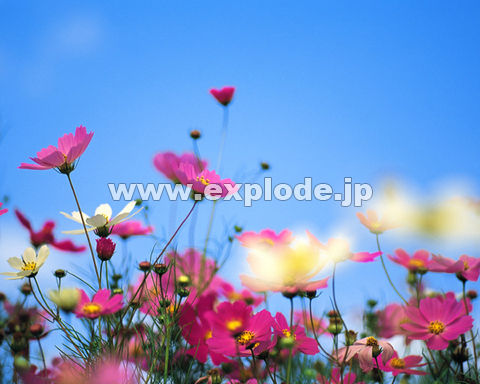 �O�P�S�F�R�X���X     ���P����