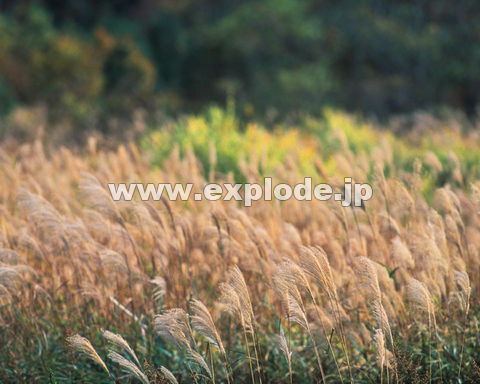�O�R�P�F�X�X�L       ���� �É�
