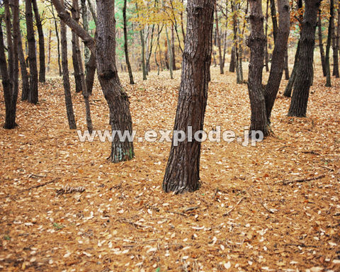 �O�T�V�F�����t       ����